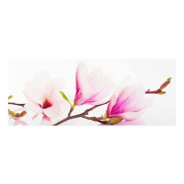 Glass Splashback - Delicate Magnolia Branch - Panoramic