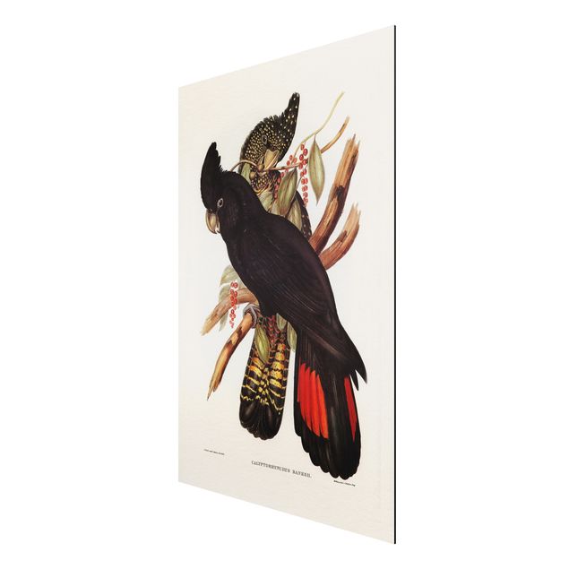 Animal canvas Vintage Illustration Black Cockatoo Black Gold
