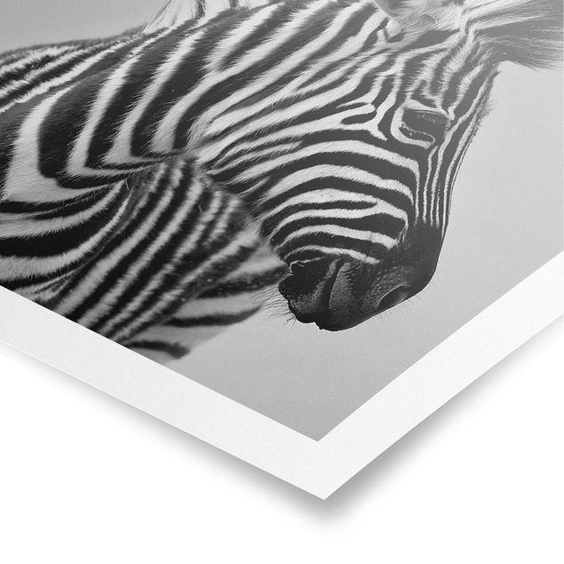Black and white poster prints Zebra Baby Portrait II