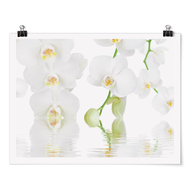 Floral picture Spa Orchid - White Orchid