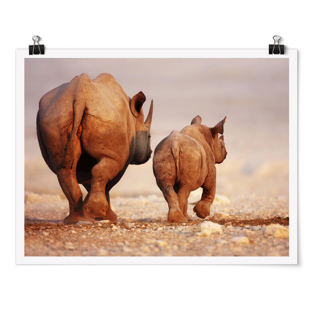 Posters animals Wandering Rhinos