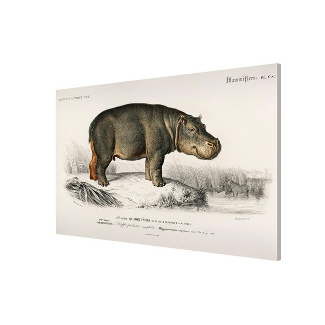 Horse canvas Vintage Board Hippo