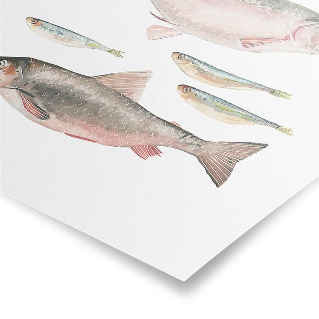 Posters animals Seven Fish In Watercolour I