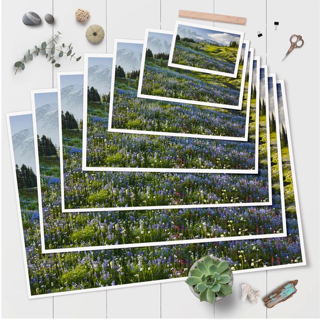 Prints blue Mountain Meadow With Blue Flowers in Front of Mt. Rainier