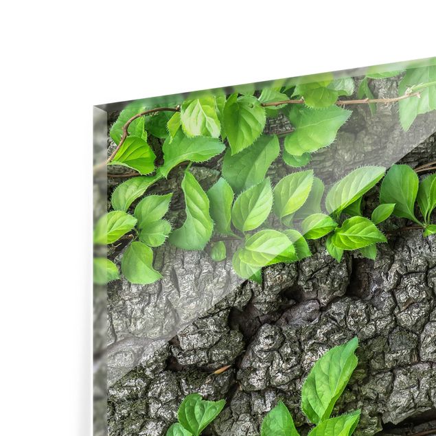 Glass Splashback - Ivy Tree Bark - Landscape 2:3