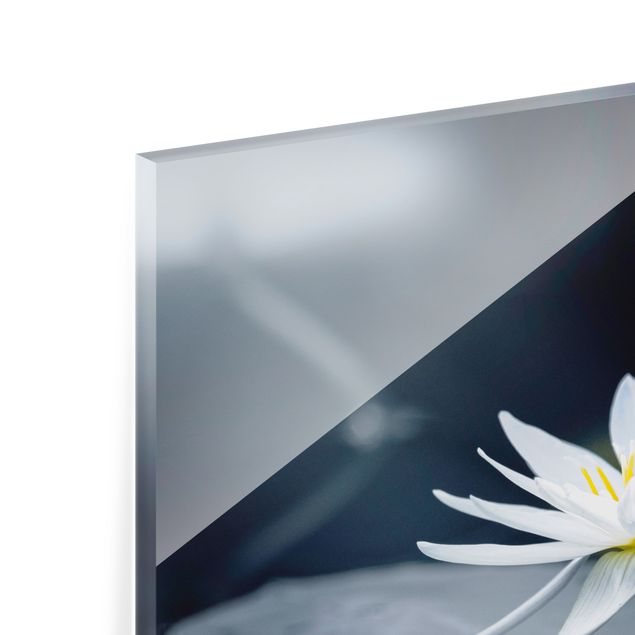 Splashback - Lotus Reflection In The Water - Square 1:1