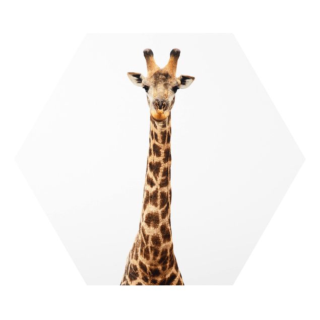 Forex photo prints Giraffe head