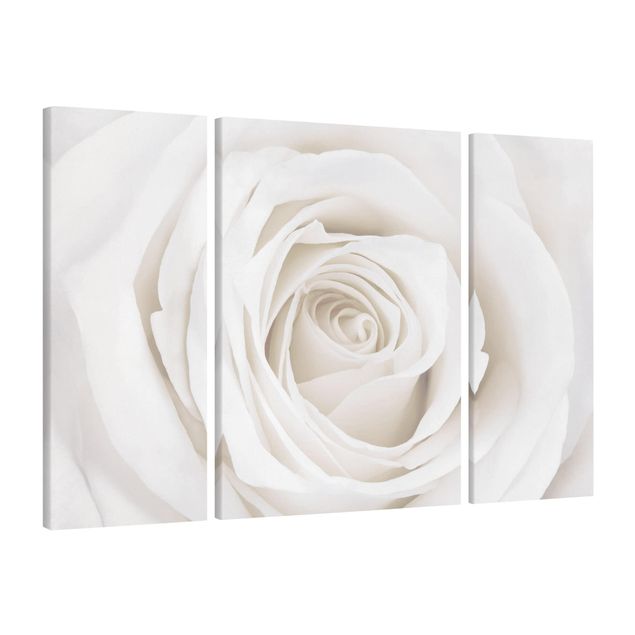 Prints flower Pretty White Rose