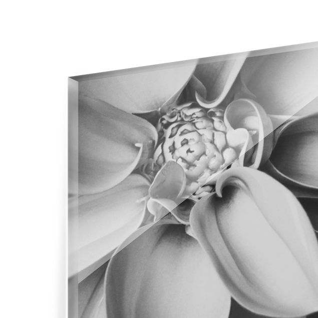 Splashback - In The Heart Of A Dahlia Black And White - Landscape format 3:2