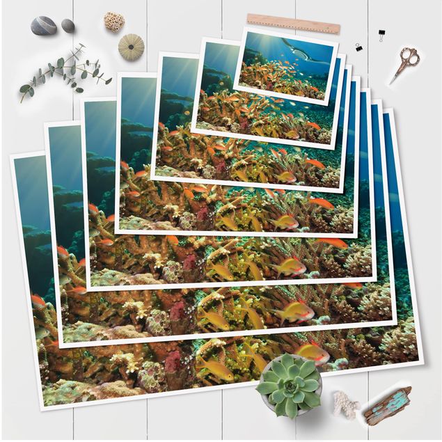 Prints Coral reef