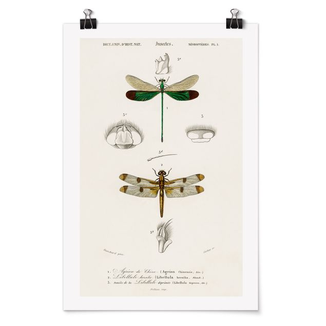 Retro prints Vintage Board Dragonflies