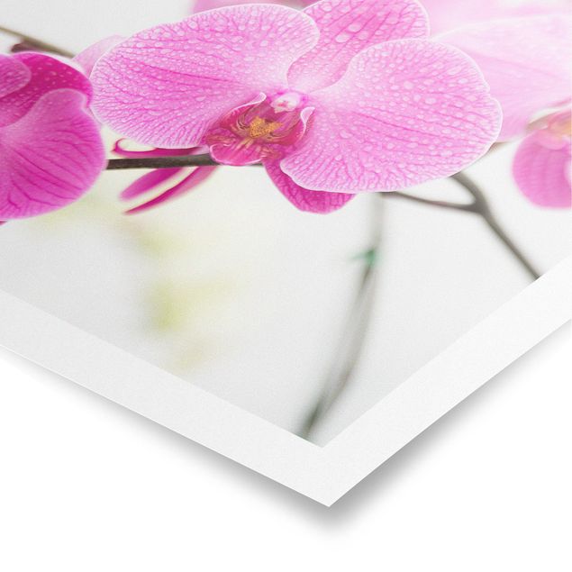 Prints flower Close-Up Orchid