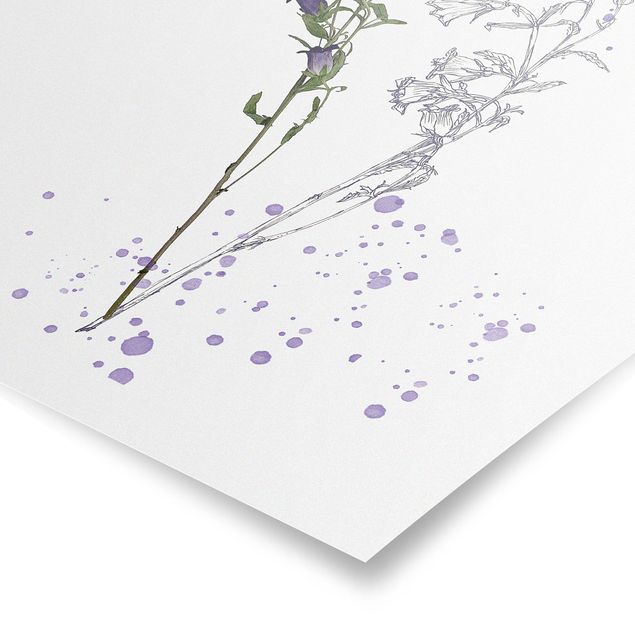 Prints flower Botanical Watercolour - Bellflower