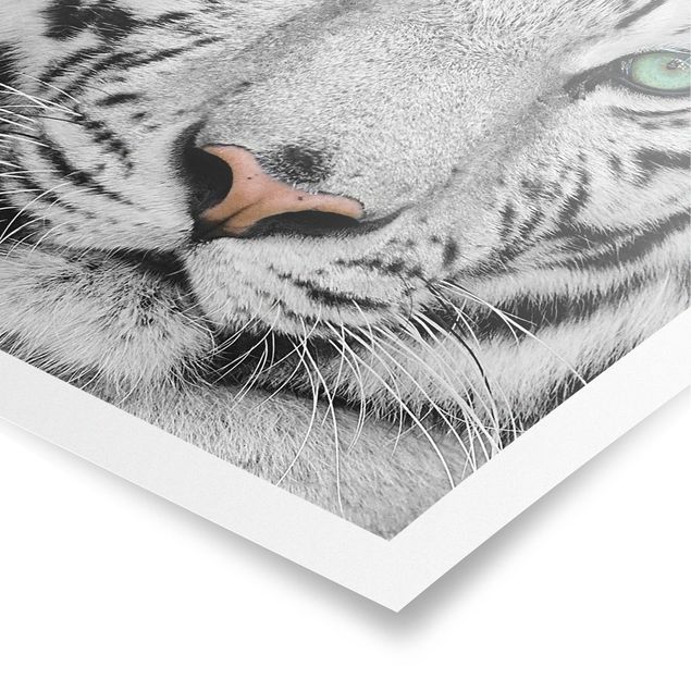 Posters black and white White Tiger