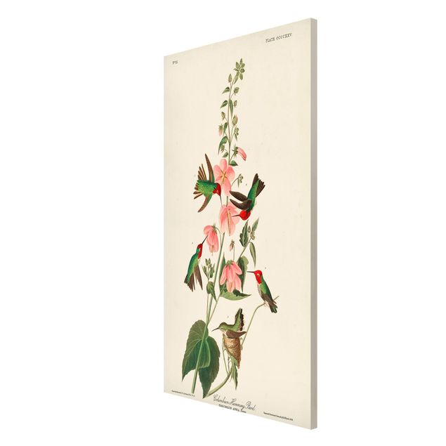Prints floral Vintage Board Colombian Hummingbird