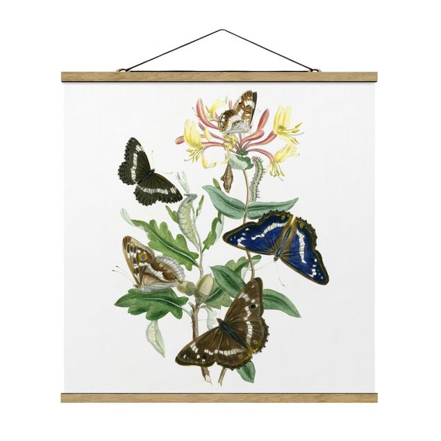 Animal canvas British Butterflies IV