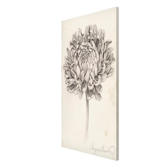 Vintage posters Botanical Study Chrysanthemum II