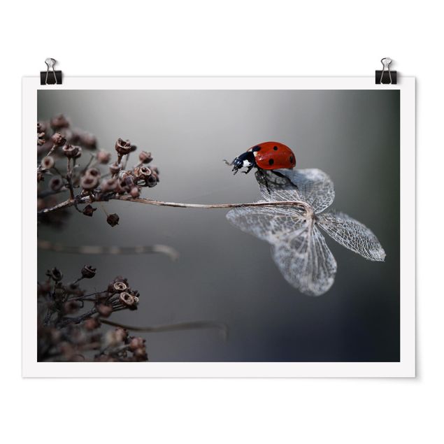 Floral prints Ladybird On Hydrangea