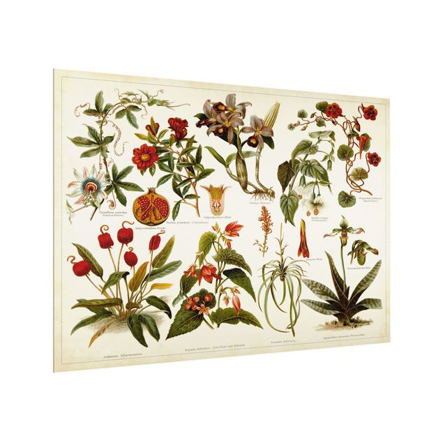 Glass splashback fruits and vegetables Vintage Board Tropical Botany II