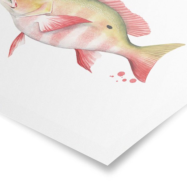 Posters animals Color Catch - Northern Red Snapper