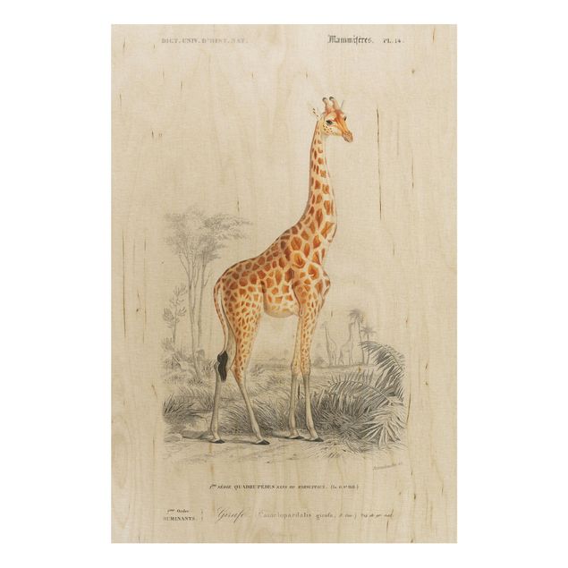 Vintage wood prints Vintage Board Giraffe