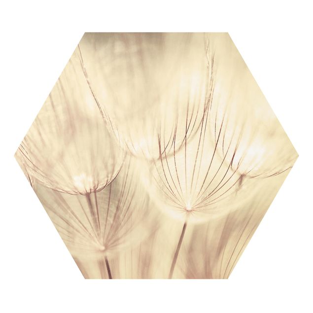 Forex prints Dandelions Close-Up In Cozy Sepia Tones