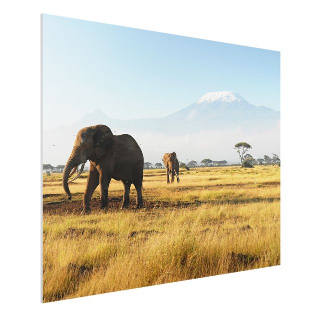 Kitchen Elephants In Front Of The Kilimanjaro In Kenya