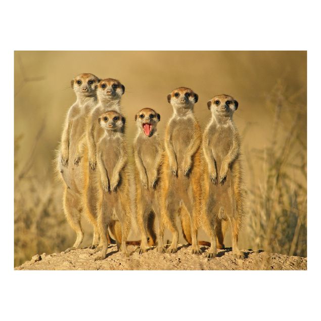 Animal canvas Meerkat Family