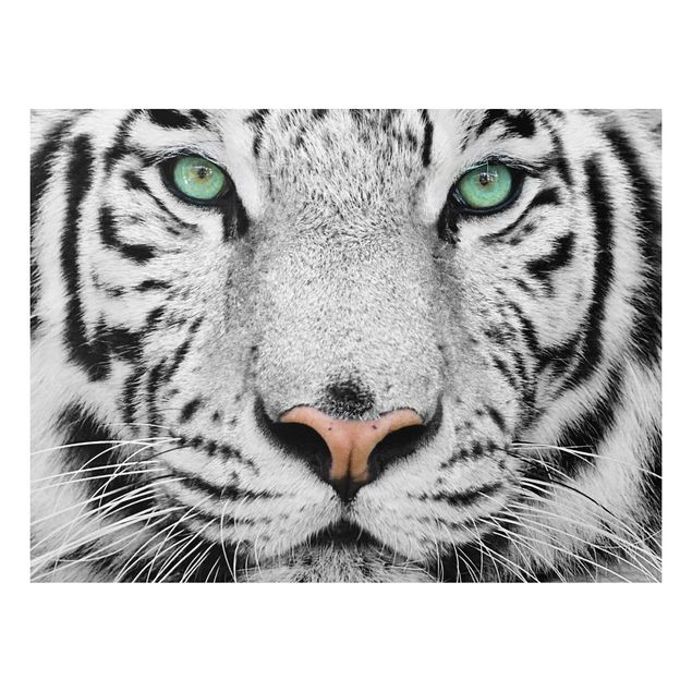 Tiger prints White Tiger