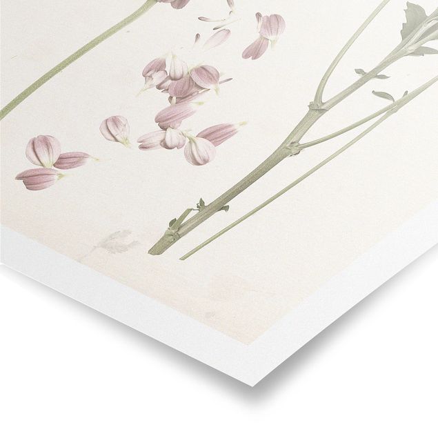Prints Herbarium In Pink II