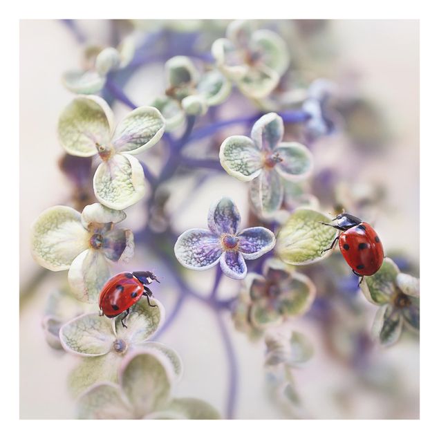 Glass splashback Ladybugs In The Garden