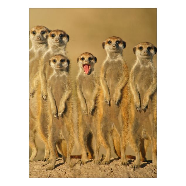 Animal wall art Meerkat Family