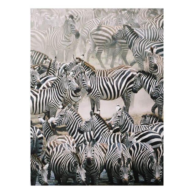 Zebra canvas Zebra Herd