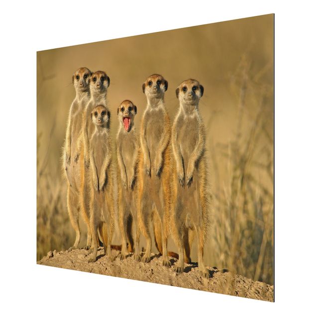 Family canvas art Meerkat Family