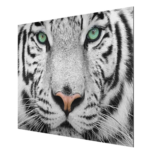 Animal canvas White Tiger