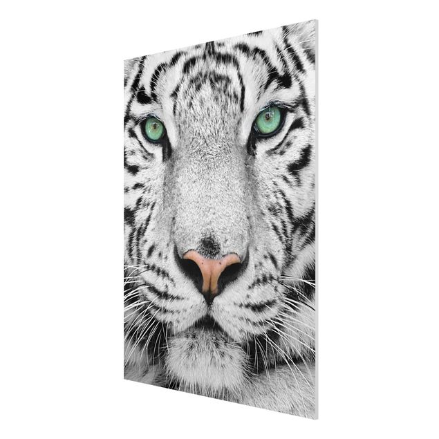 Prints animals White Tiger