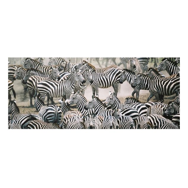 Prints zebra Zebra Herd
