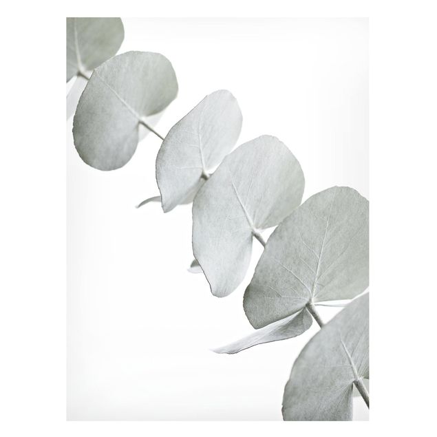 Magnet boards flower Eucalyptus Branch In White Light