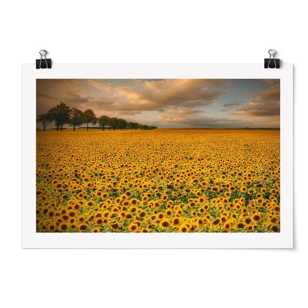 Flower print Field With Sunflowers