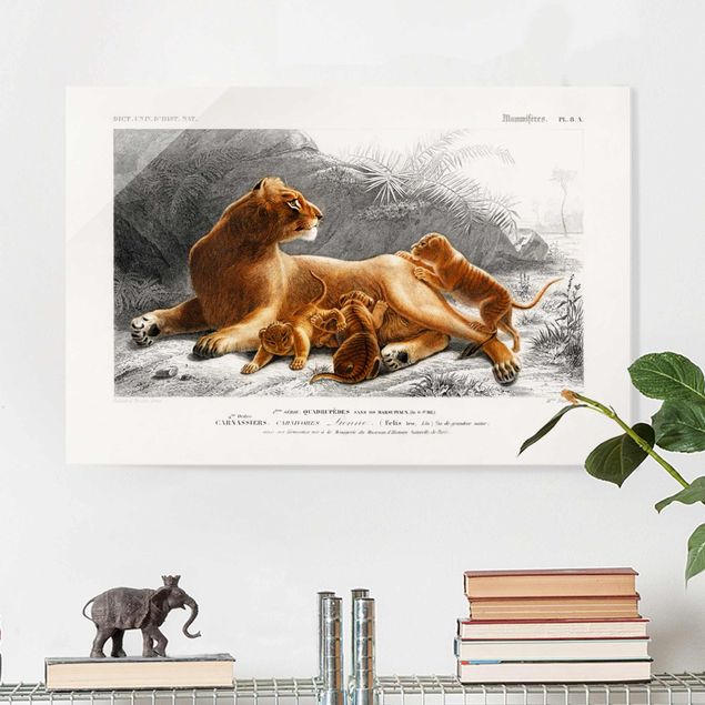 Kitchen Vintage Board Lioness And Lion Cubs