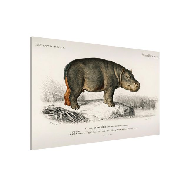 Kitchen Vintage Board Hippo