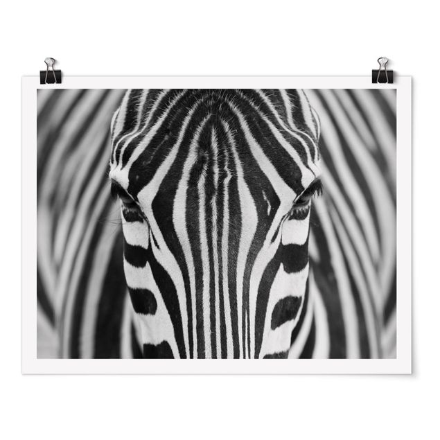 Posters black and white Zebra Look