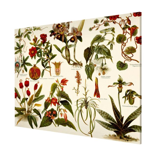 Magnet boards flower Vintage Board Tropical Botany II