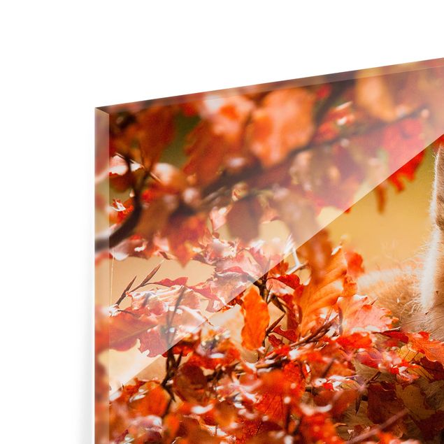 Glass Splashback - Fox in Autumn - Landscape 1:2