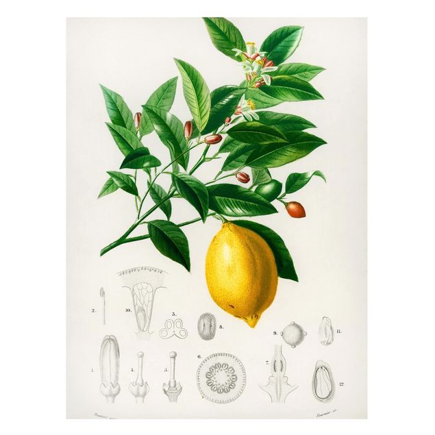 Fruit and vegetable prints Botany Vintage Illustration Of Lemon