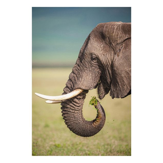 Prints elefant Feeding Elephants In Africa
