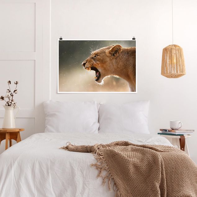 Animal canvas Lioness on the hunt