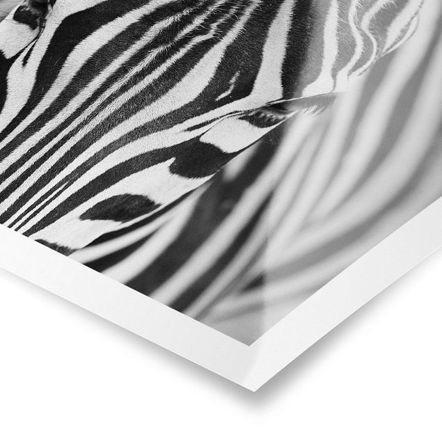 Prints black and white Zebra Look