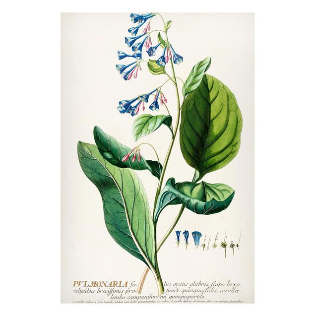 Magnet boards flower Vintage Botanical Illustration Lungwort