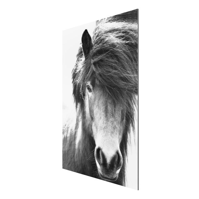 Animal canvas Icelandic Horse In Black And White